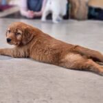 doggy