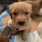 puppy
