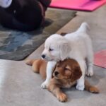 two dogs 2